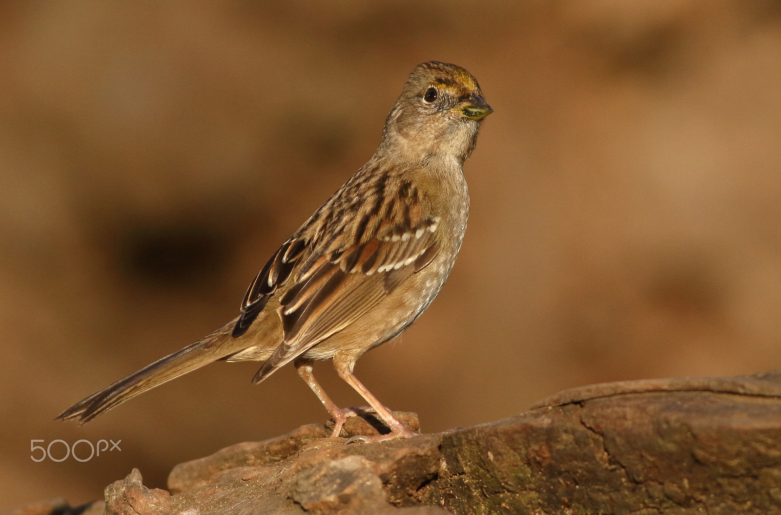 Canon EOS 7D + Canon EF 400mm F5.6L USM sample photo. Golden-crowned sparrow photography