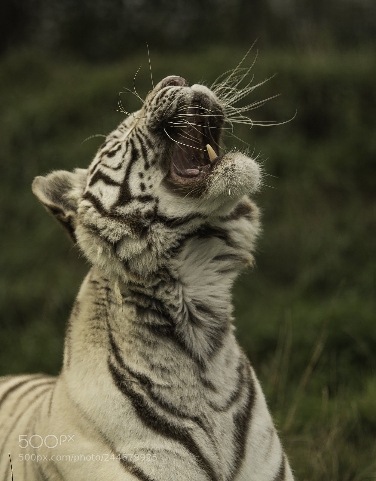 Nikon D5 sample photo. White tiger series photography