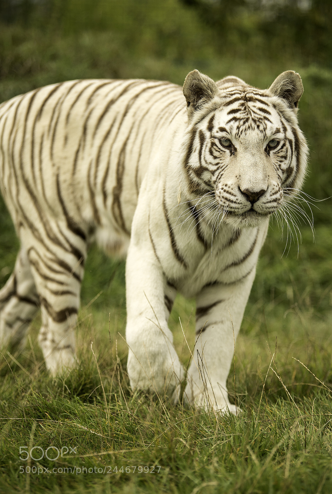 Nikon D5 sample photo. White tiger series photography