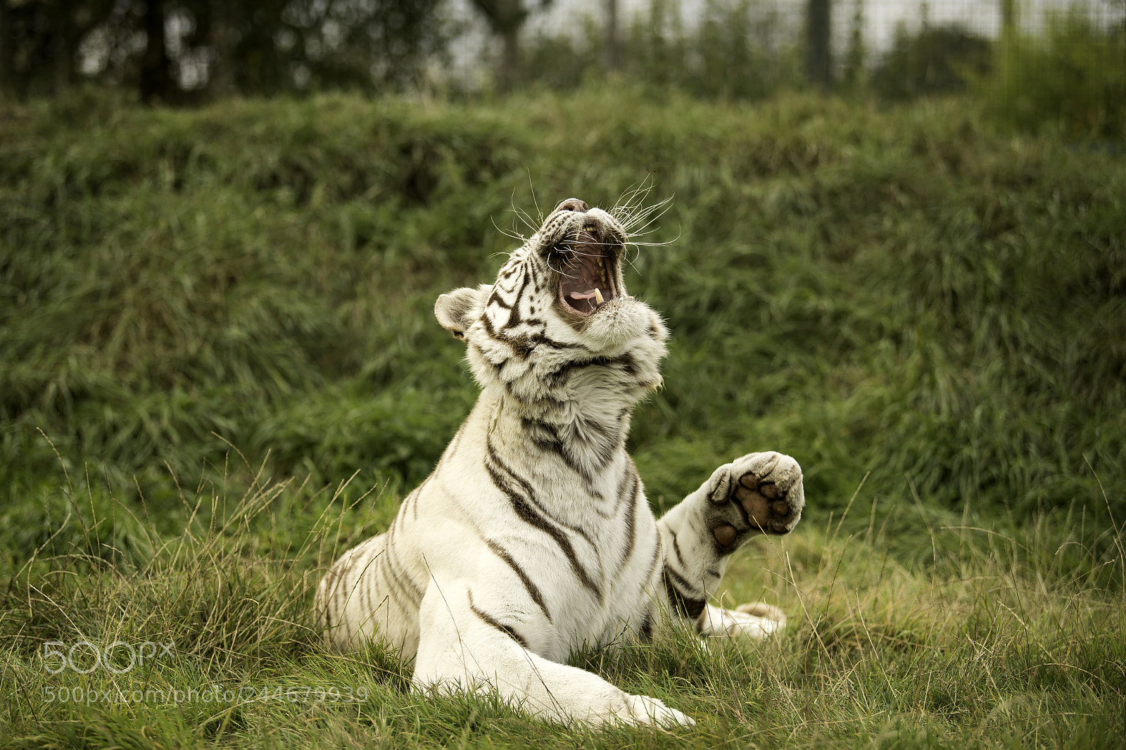 Nikon D5 sample photo. White tiger series photography