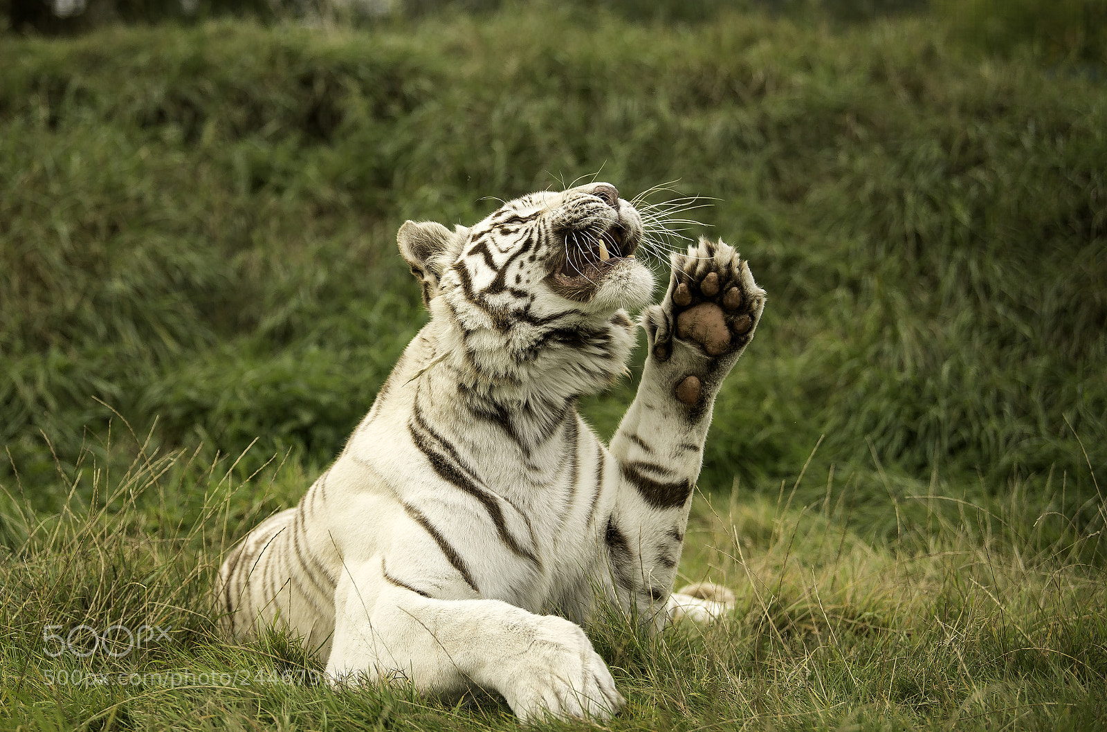 Nikon D5 sample photo. White tiger series photography