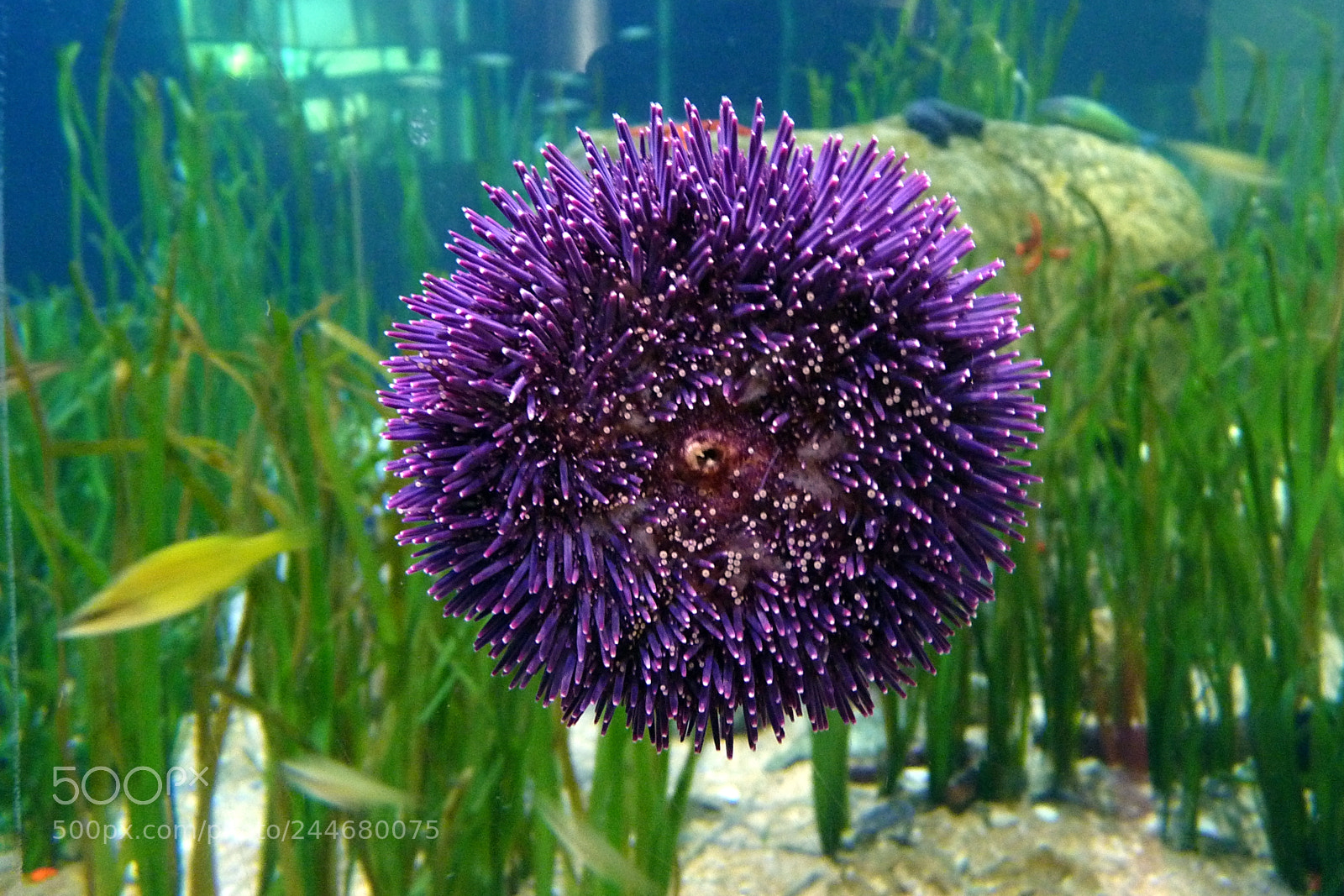 Panasonic Lumix DMC-FZ35 (Lumix DMC-FZ38) sample photo. Sea urchin photography