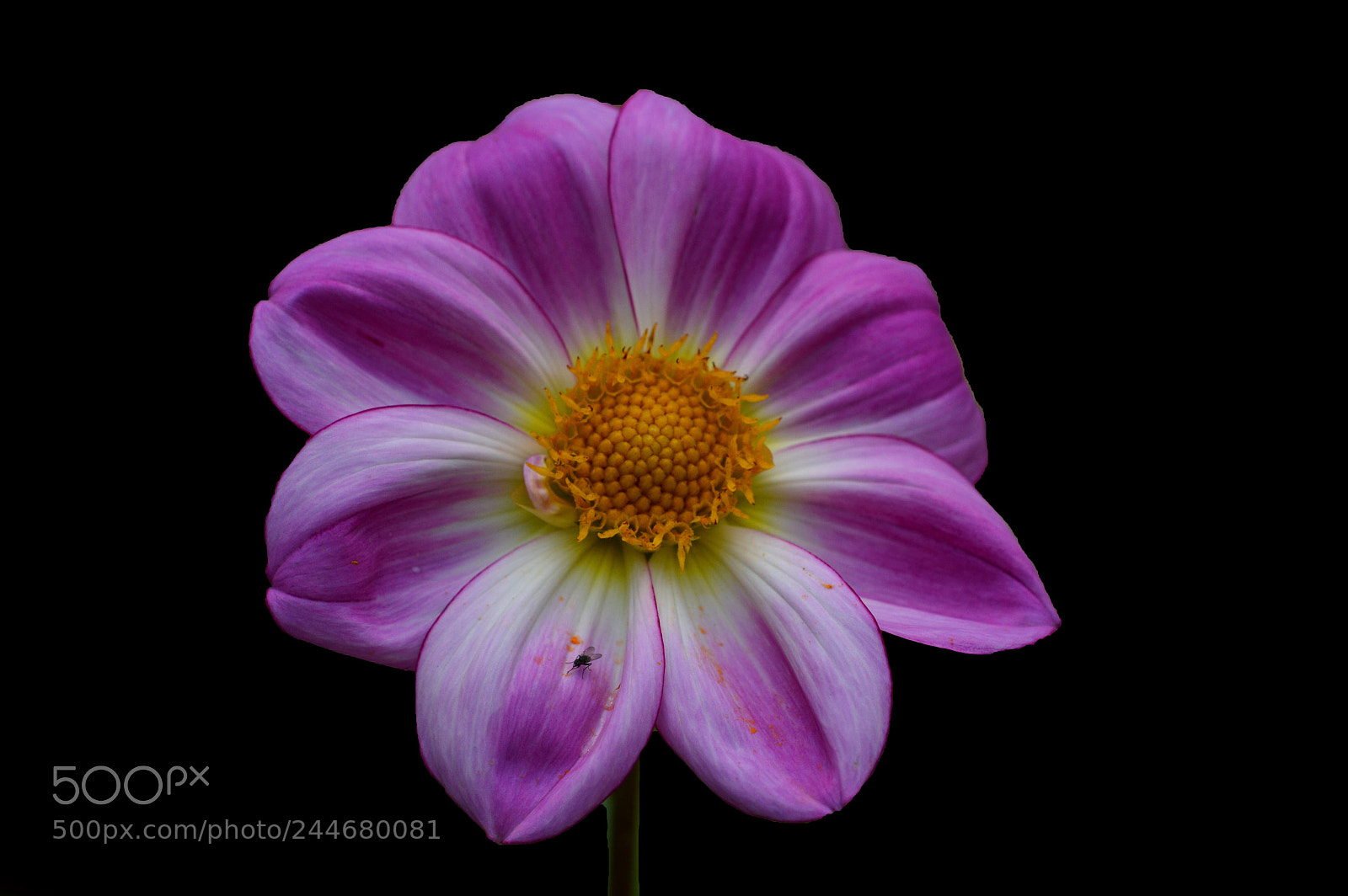 Nikon D3200 sample photo. Pink dahlia photography