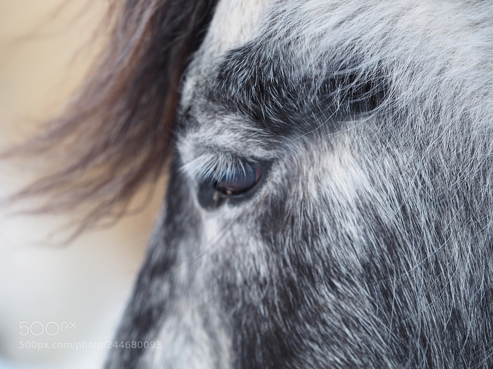 Olympus OM-D E-M5 II sample photo. Horse photography