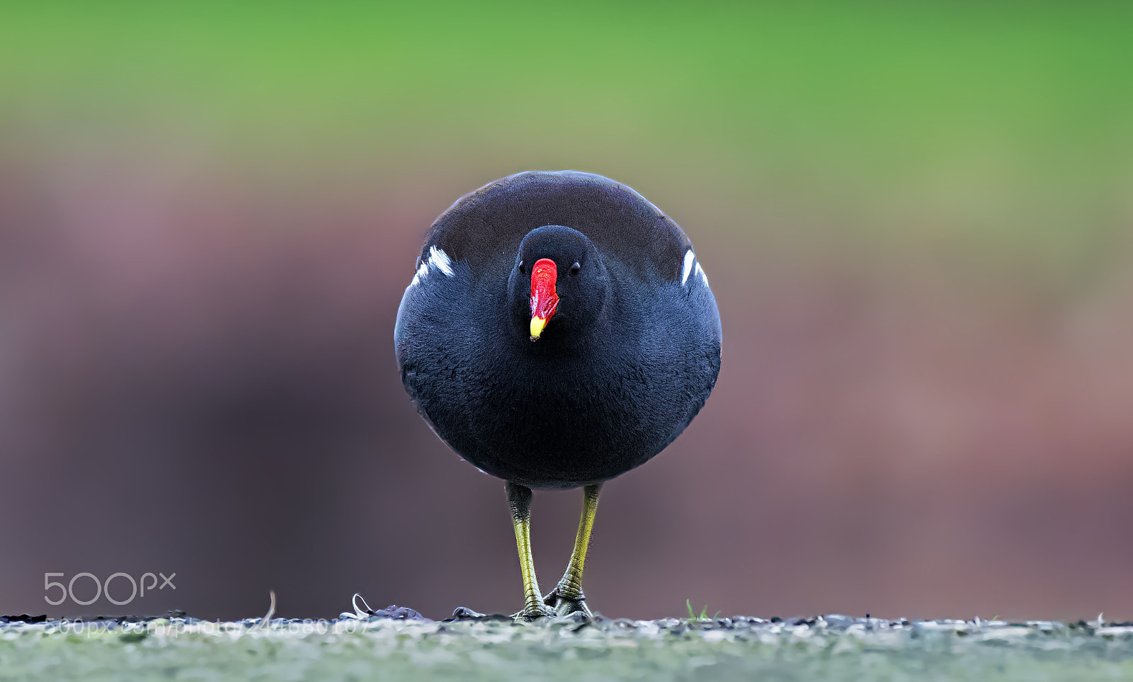 Nikon D500 sample photo. Moorhen photography