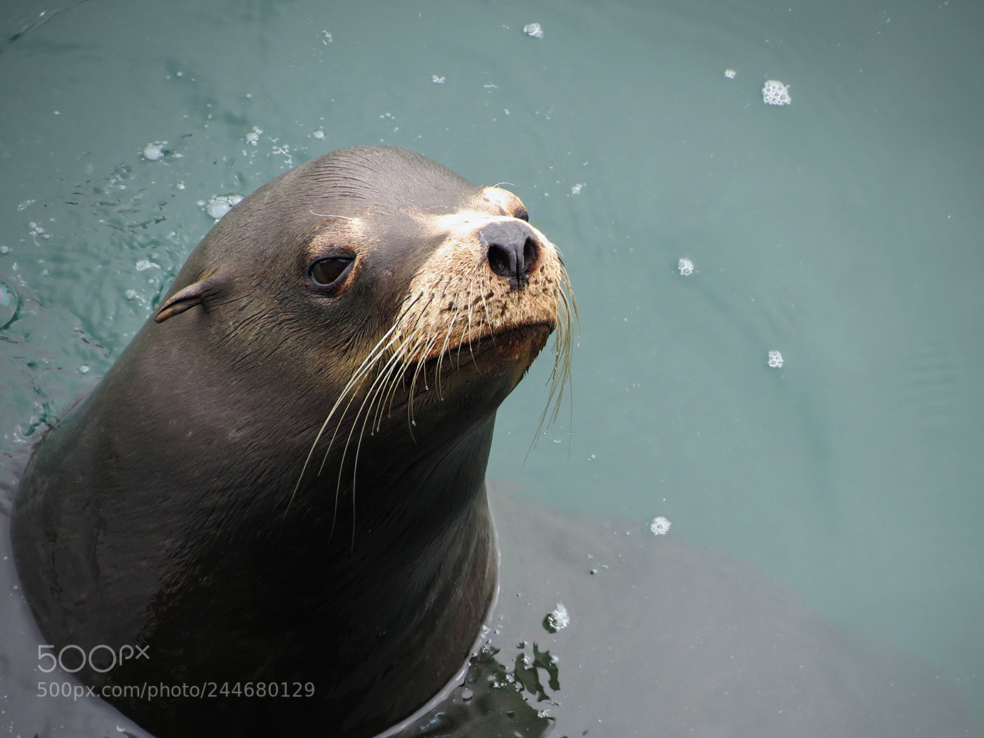 Canon PowerShot SX40 HS sample photo. Sea lion santa cruz photography