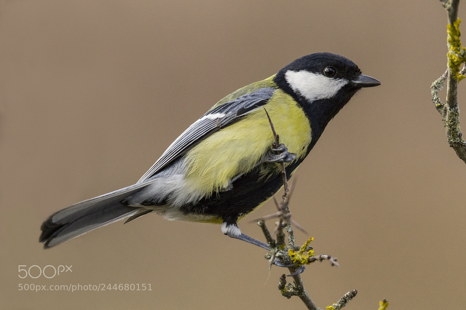 Canon EOS 7D Mark II sample photo. Great tit photography
