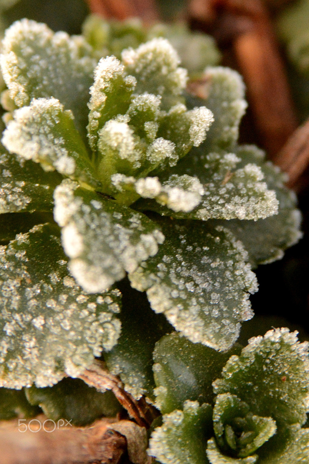 AF Zoom-Nikkor 28-105mm f/3.5-4.5D IF sample photo. Succulent plants photography