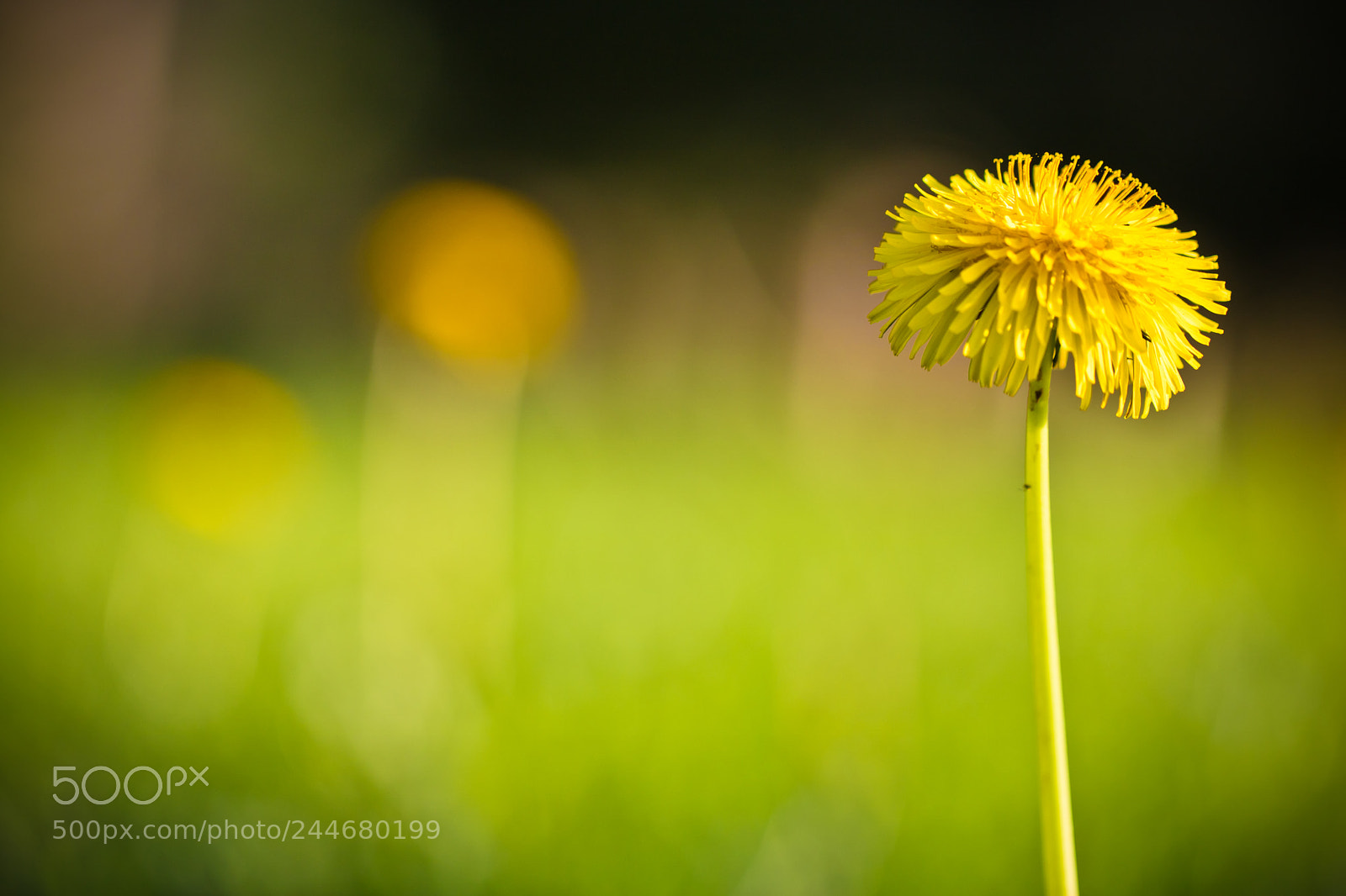 Canon EOS 760D (EOS Rebel T6s / EOS 8000D) sample photo. Springtime dandelion photography