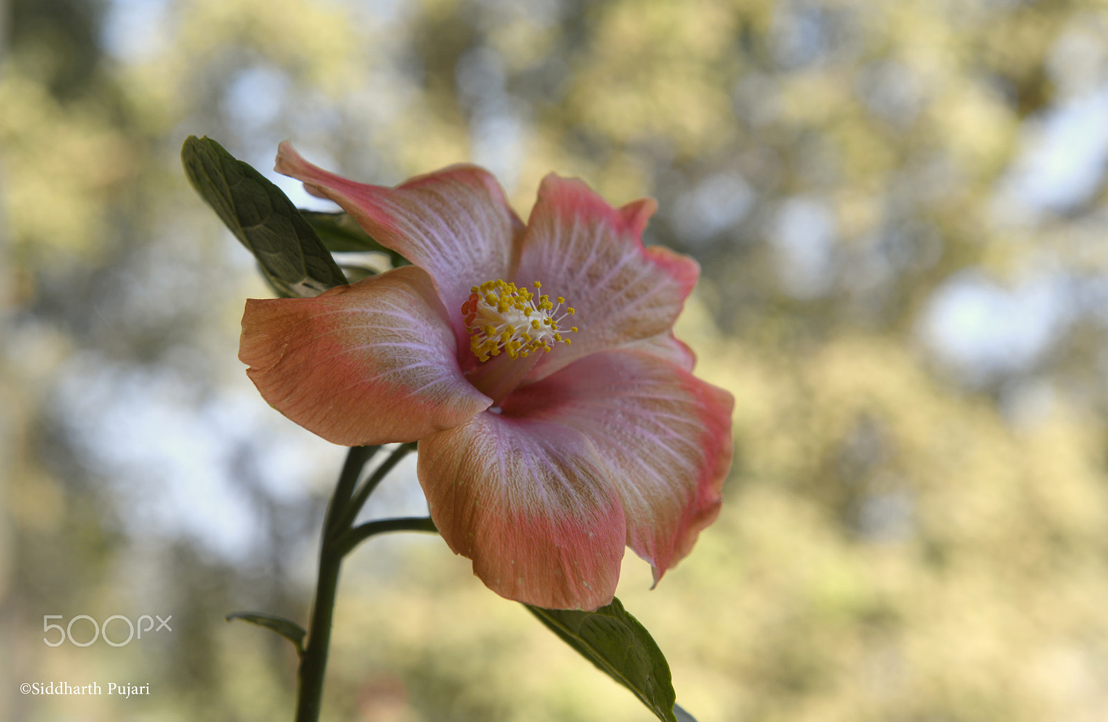 Nikon AF-S Nikkor 24-70mm F2.8G ED sample photo. Multicoloured hibiscus photography