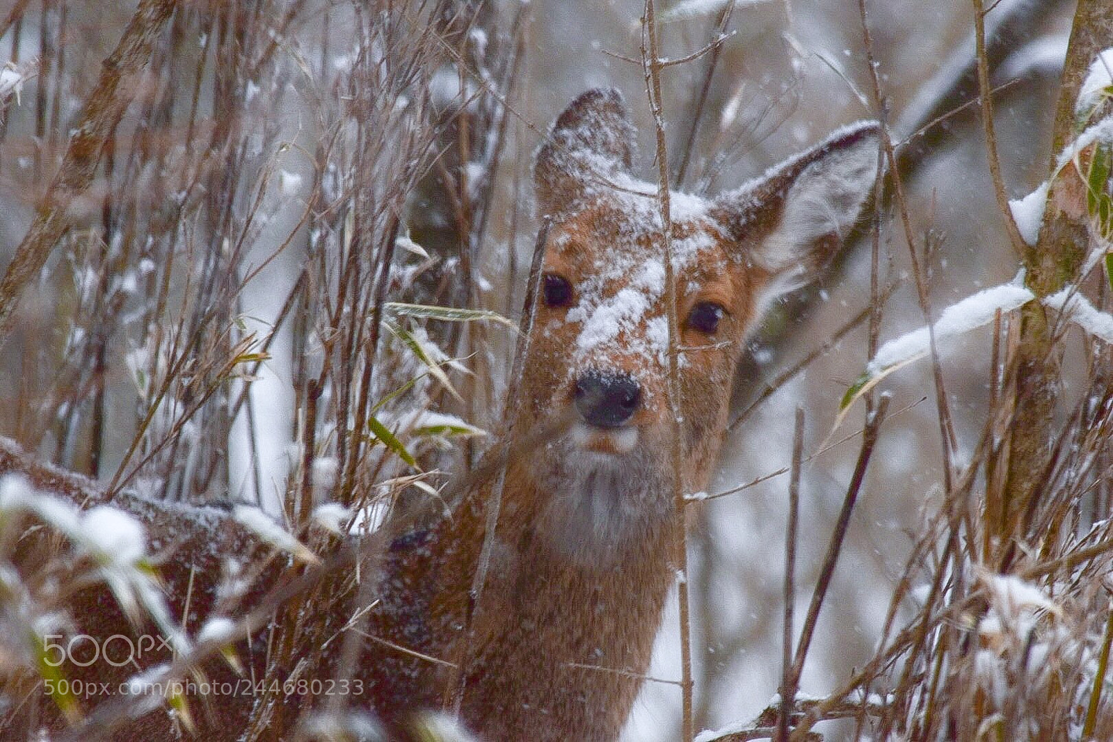 Nikon D5500 sample photo. Cutie eyes. photography