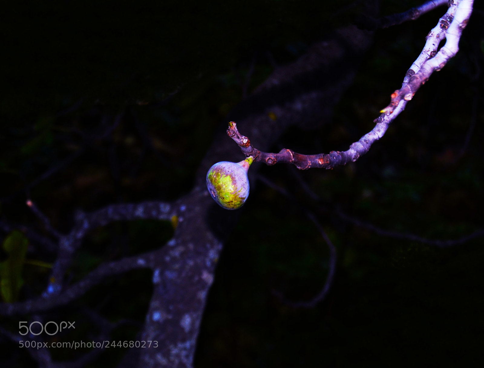 Nikon D3100 sample photo. Higo photography