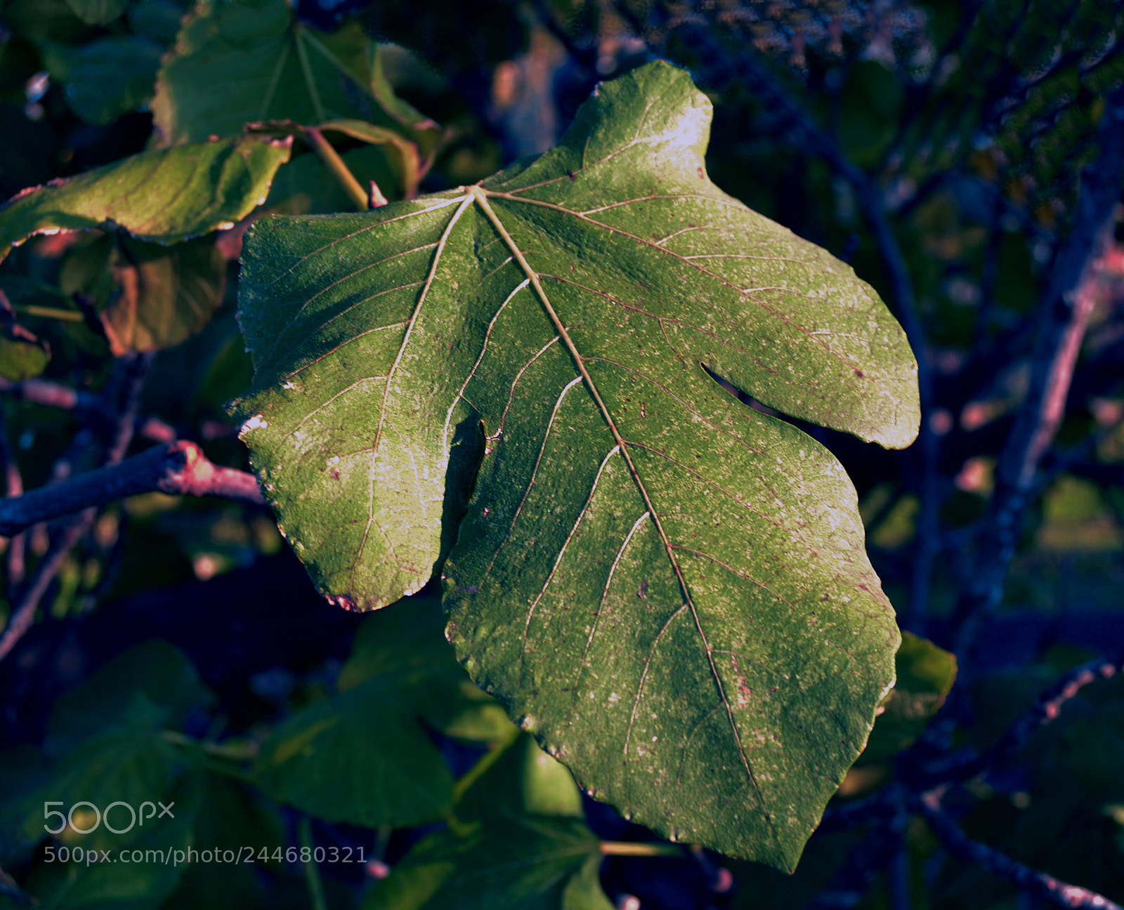 Nikon D3100 sample photo. Hoja de higuera photography