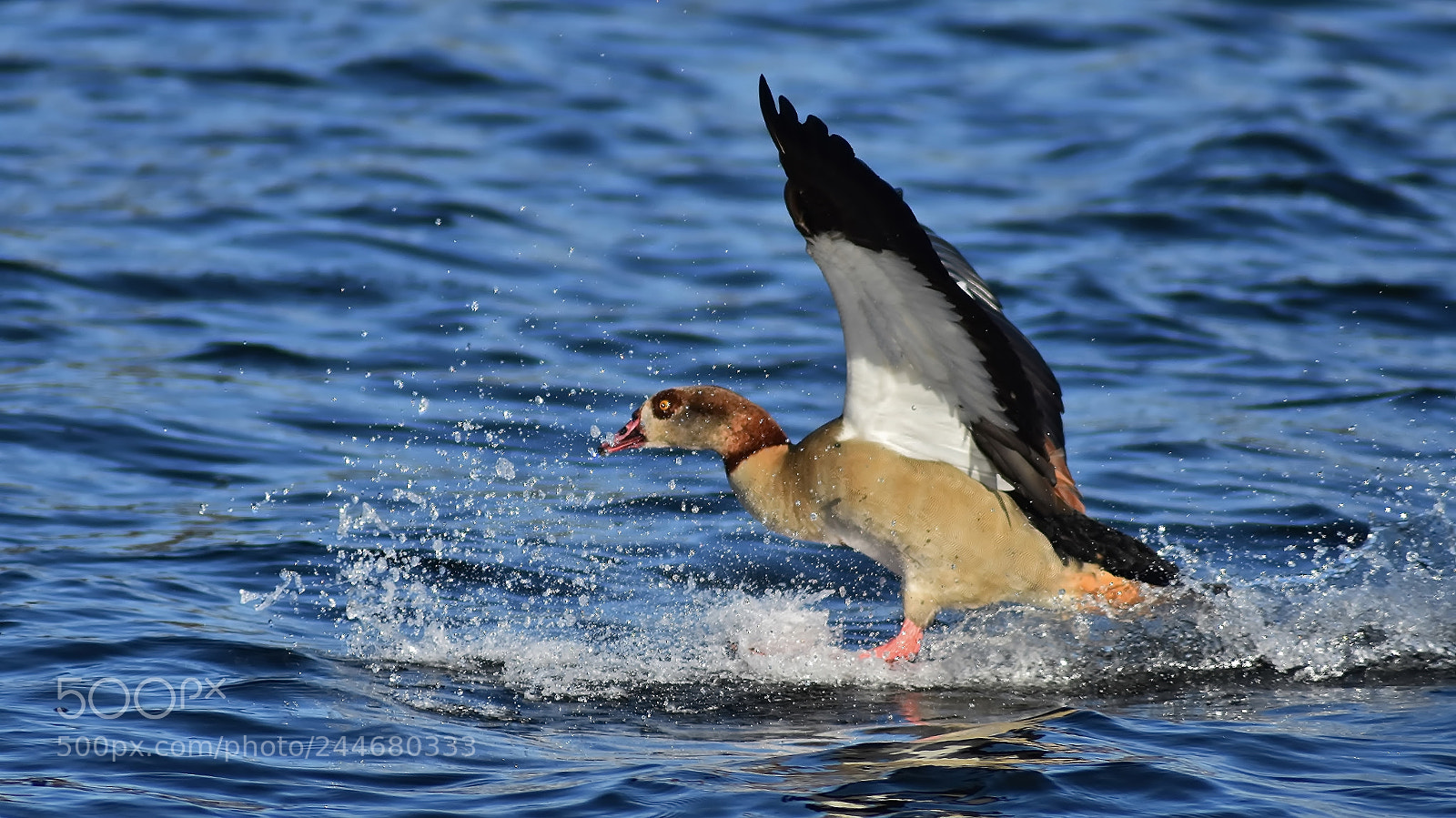 Nikon D3400 sample photo. Touchdown... photography