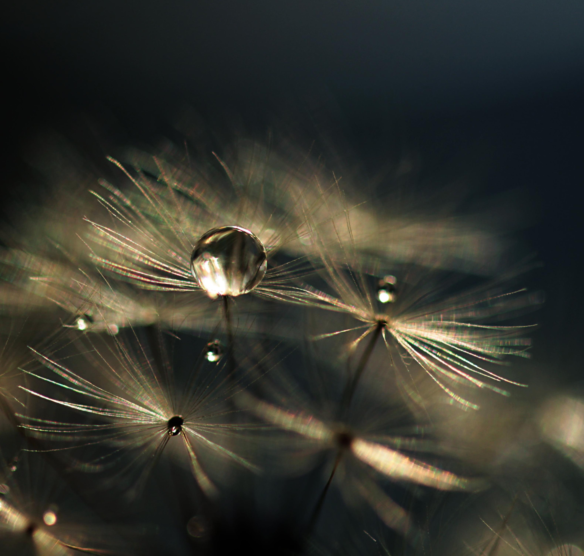 Canon EF 100mm F2.8 Macro USM sample photo. The foreign photography