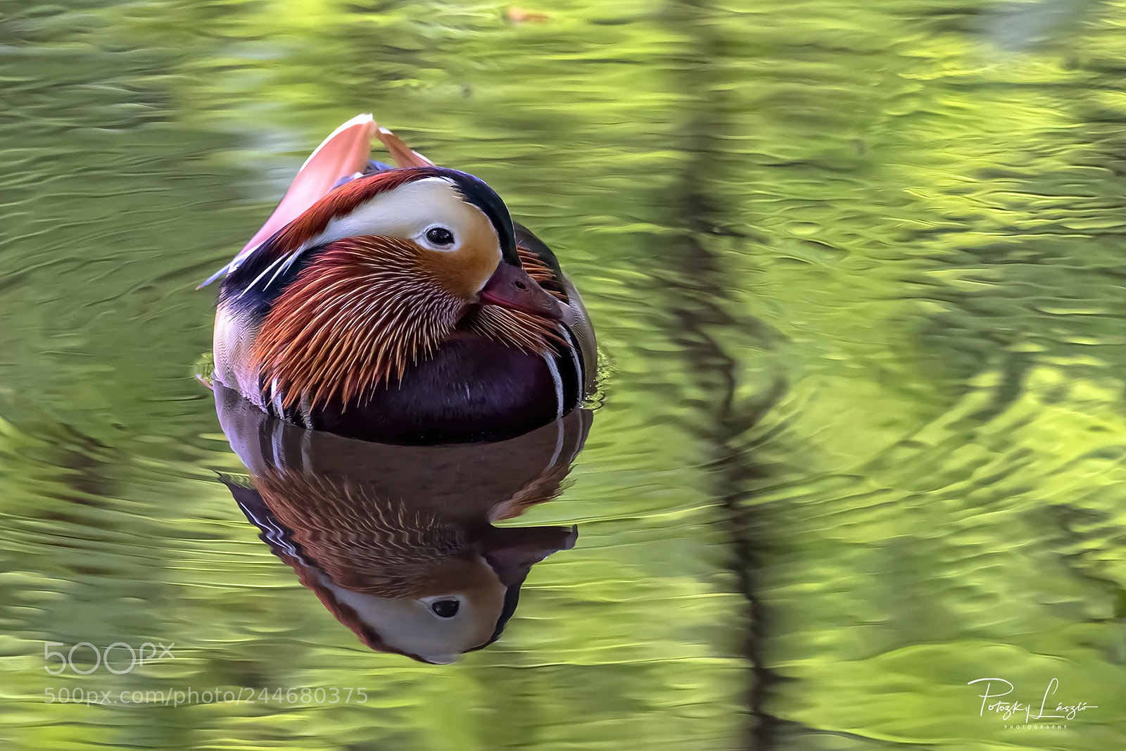 Olympus OM-D E-M1 Mark II sample photo. Mandarin duck photography