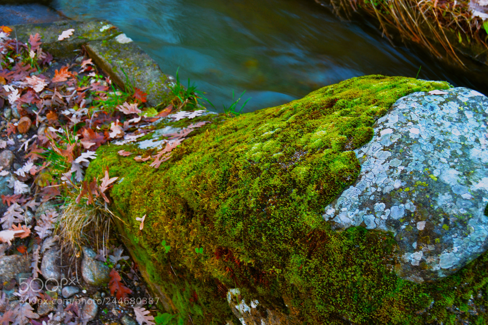 Nikon D3100 sample photo. Musgo piedra agua y photography