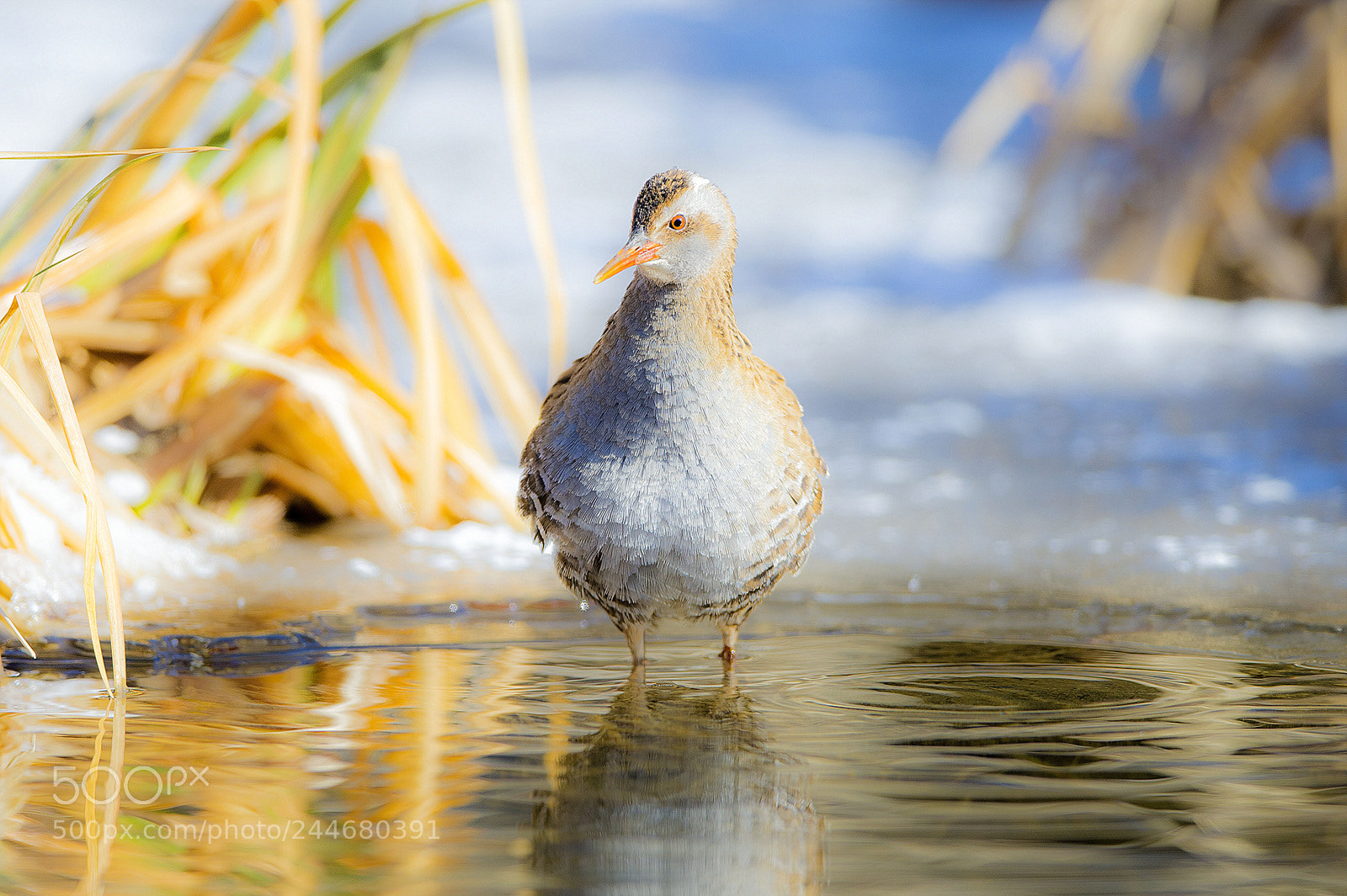 Nikon D4 sample photo. Rallus aquaticus 흰눈썹뜸부기 photography