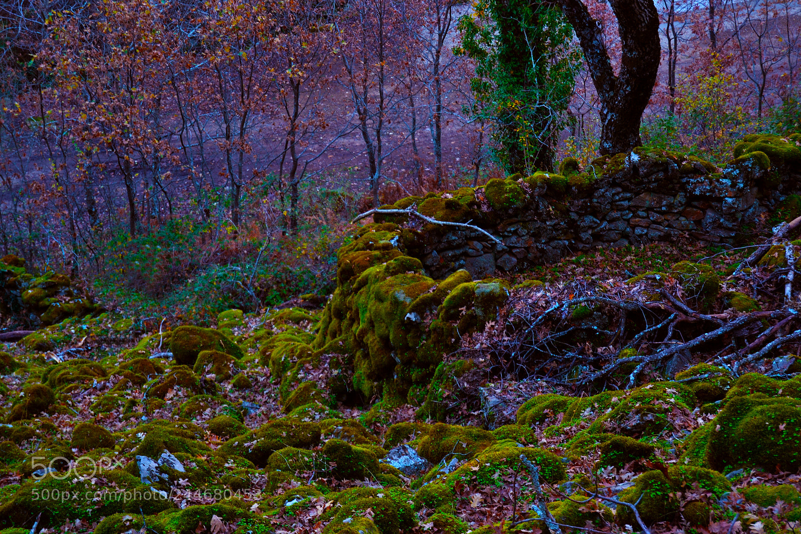 Nikon D3100 sample photo. Musgo photography