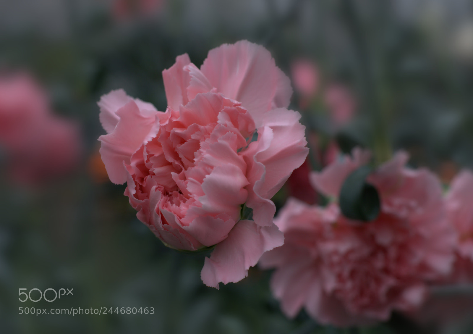 Nikon D7100 sample photo. Flowers photography