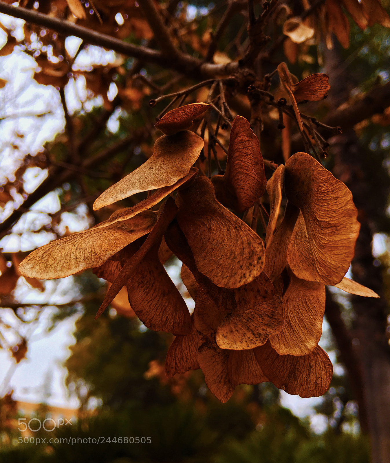 Apple iPhone 6s Plus sample photo. Hojas secas photography