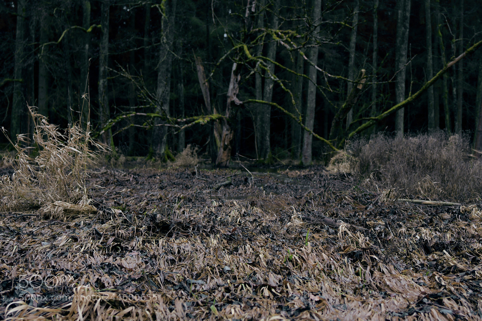 Nikon D7500 sample photo. Inside the swamp photography