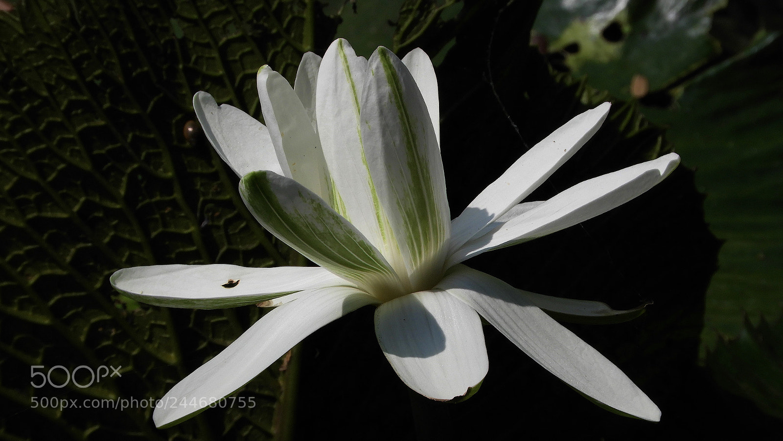 Nikon Coolpix B700 sample photo. Water lily  ( white ) photography