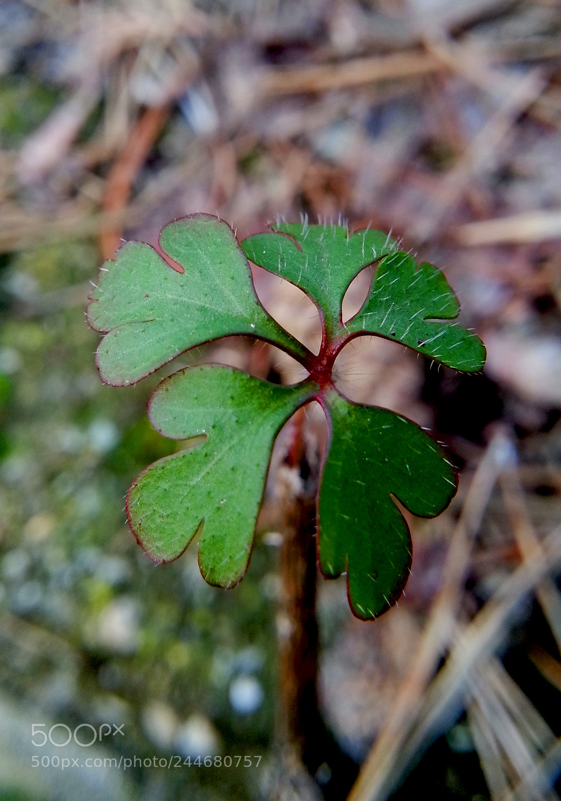 Samsung Galaxy Note2 sample photo. Leaf photography