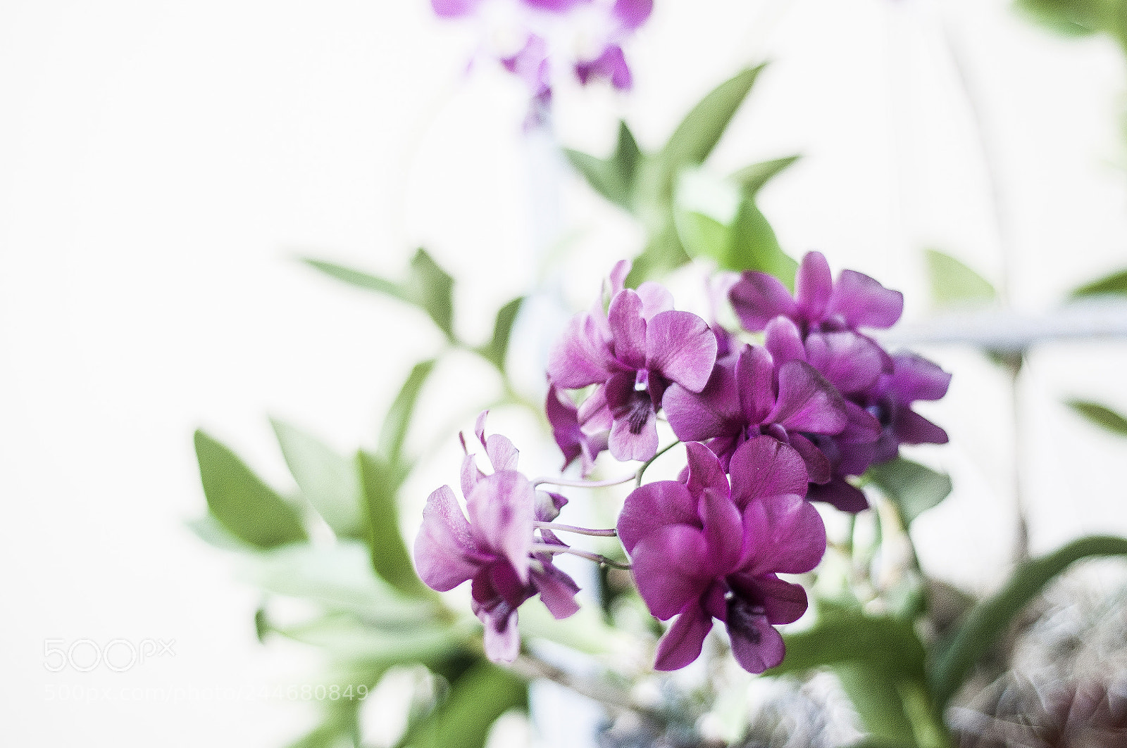 Nikon D300S sample photo. Orchid photography