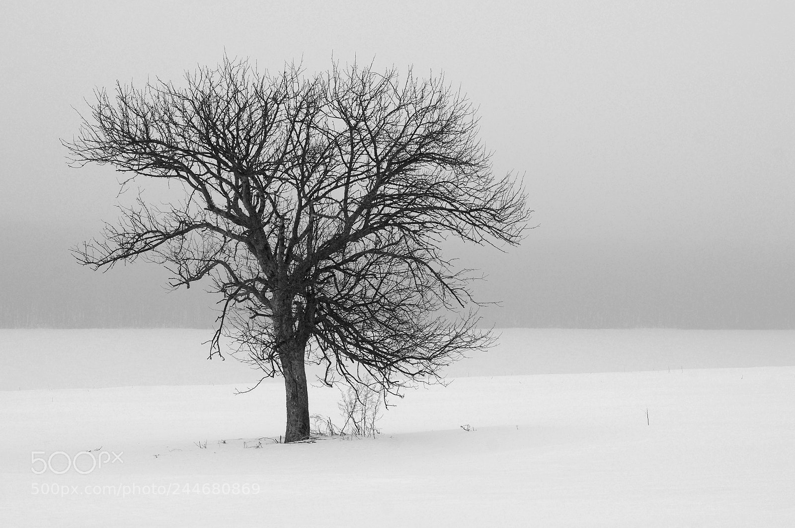 Nikon D300S sample photo. Tree, snow, fog photography