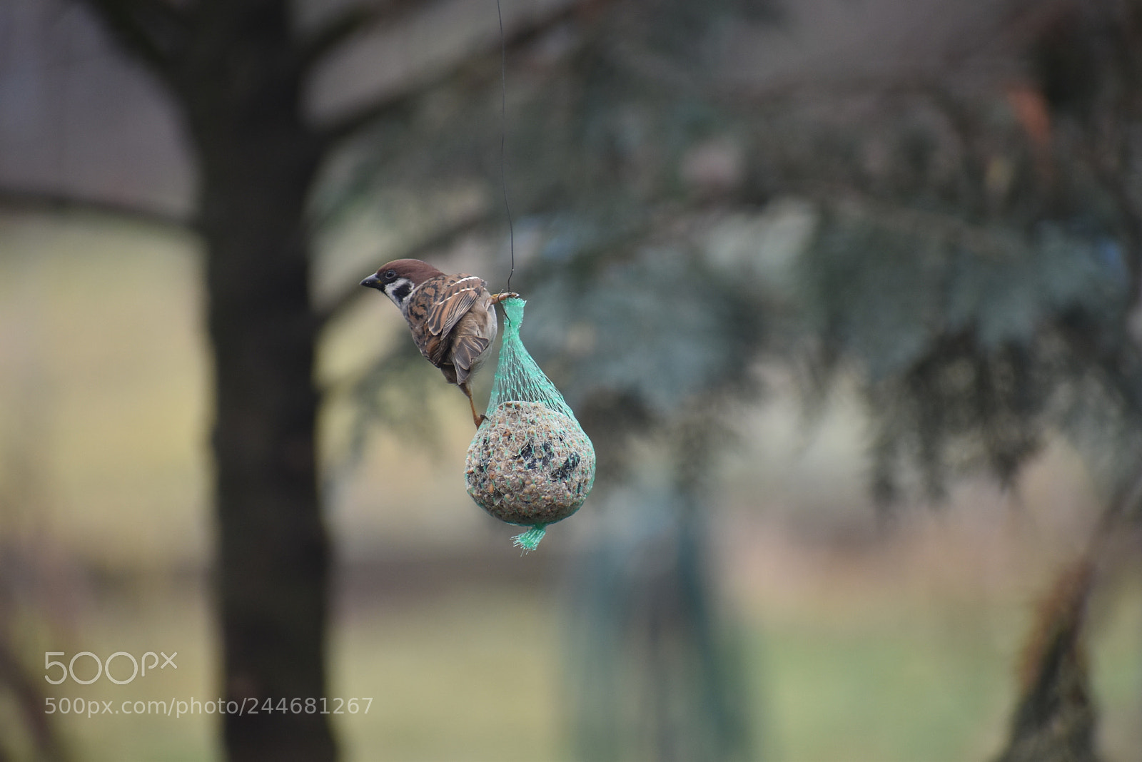 Nikon D5600 sample photo. Sparrow photography