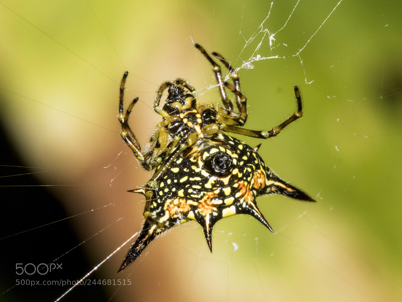 Canon EOS 750D (EOS Rebel T6i / EOS Kiss X8i) sample photo. Spiny beauty photography