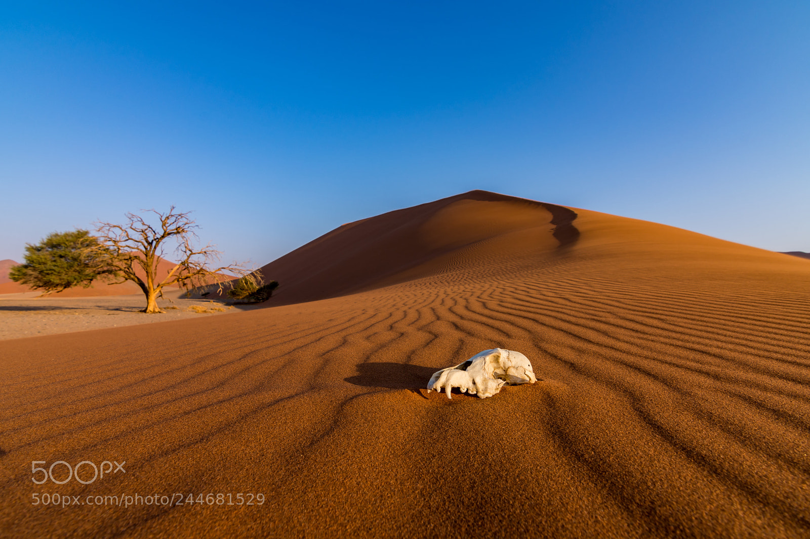 Nikon D7200 sample photo. Deadly desert photography
