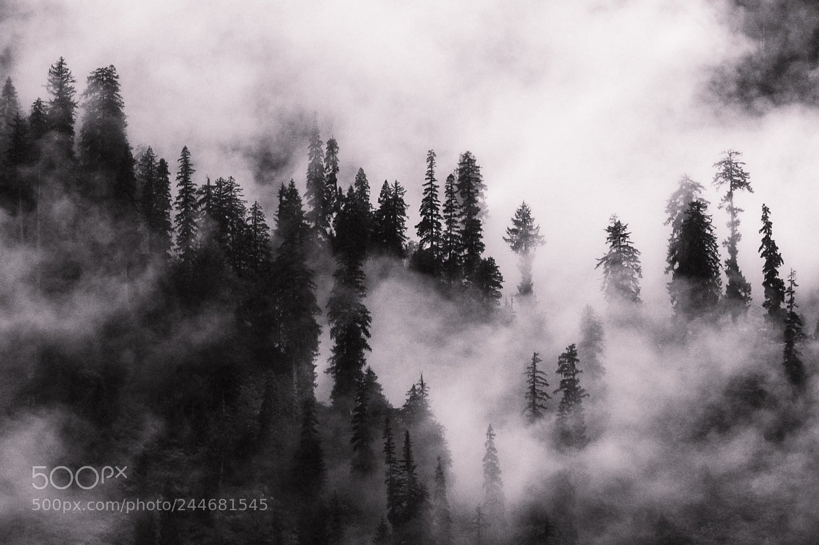 Nikon D700 sample photo. Foggy forest b&w photography