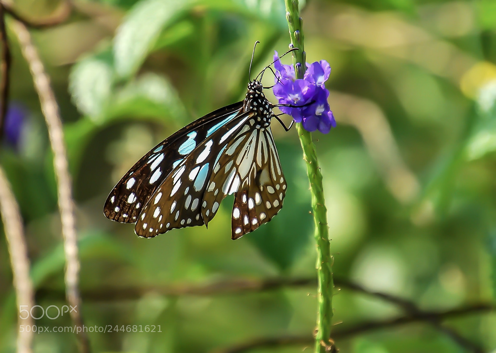 Nikon D60 sample photo. Blue tiger butterfly tirumala photography