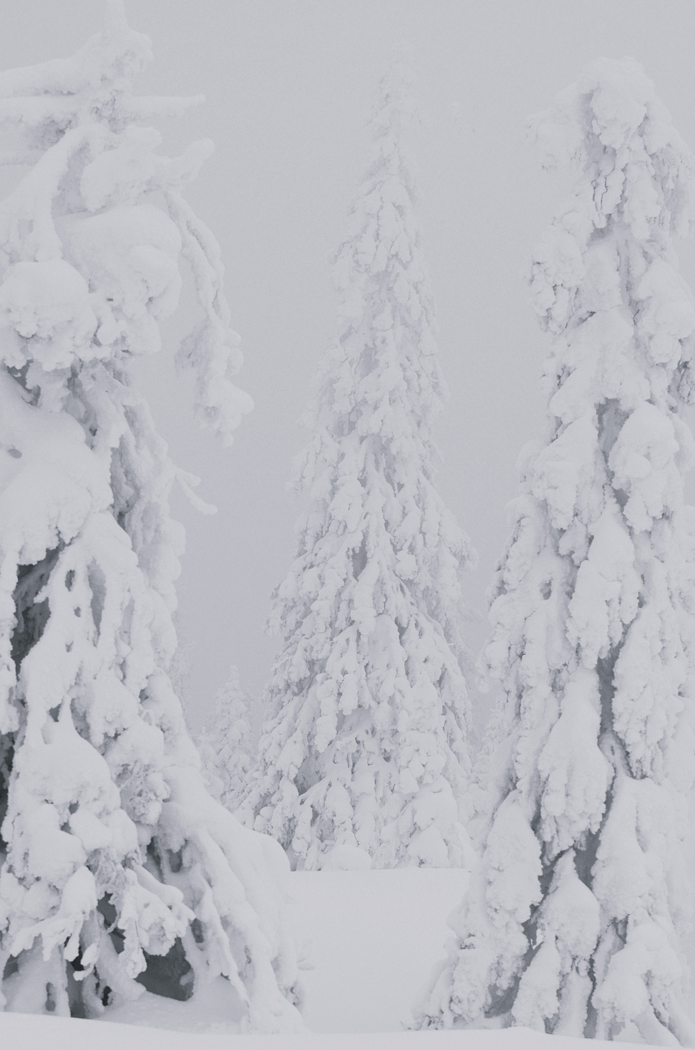 Nikon D5100 sample photo. Snow covered trees on a misty mountain photography