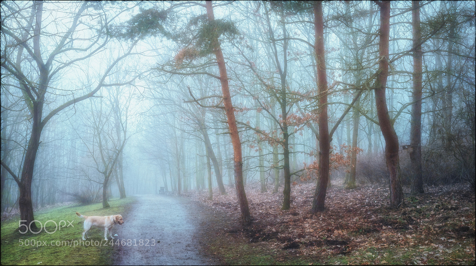 Fujifilm FinePix X100 sample photo. Morning fog iv photography