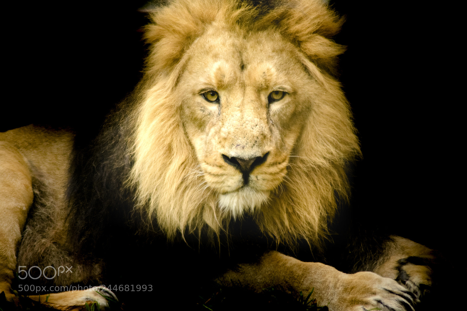Nikon D3400 sample photo. Chester zoo photography