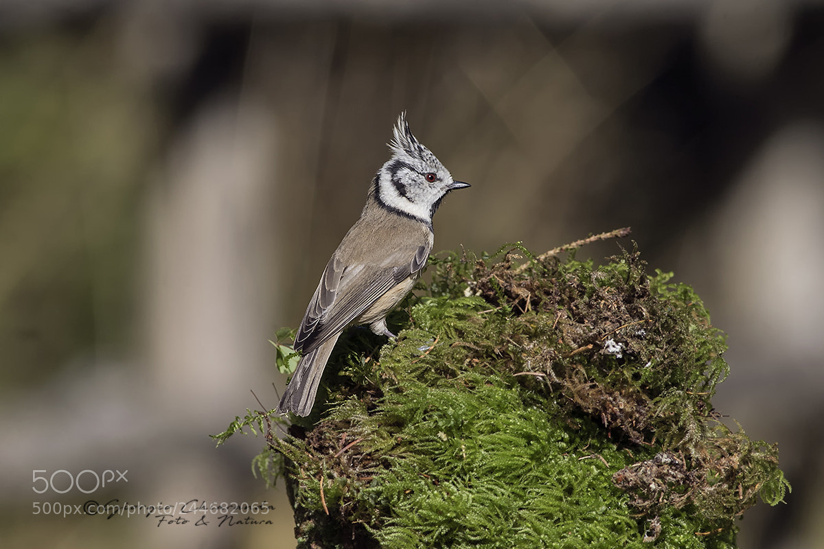 Canon EOS 7D Mark II sample photo. Cincia dal ciuffo photography