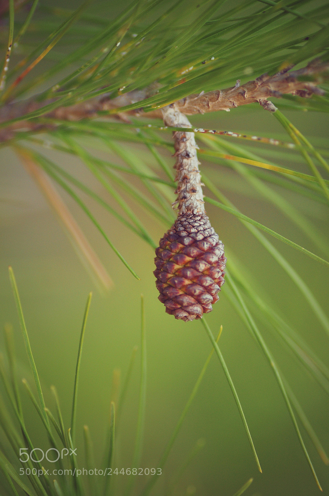 Nikon D90 sample photo. Little pine cone photography