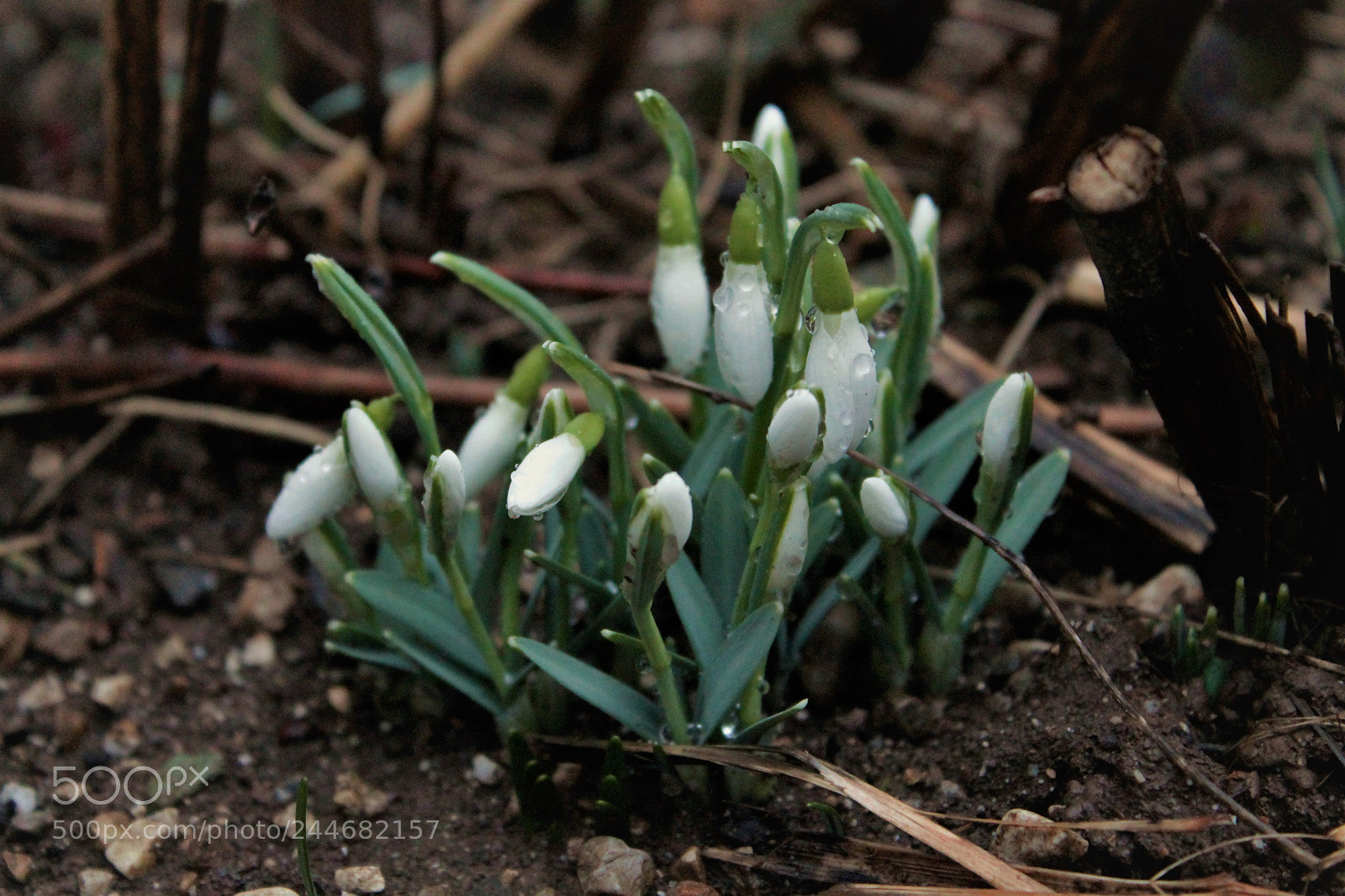 Canon EOS 1100D (EOS Rebel T3 / EOS Kiss X50) sample photo. The first sign of photography