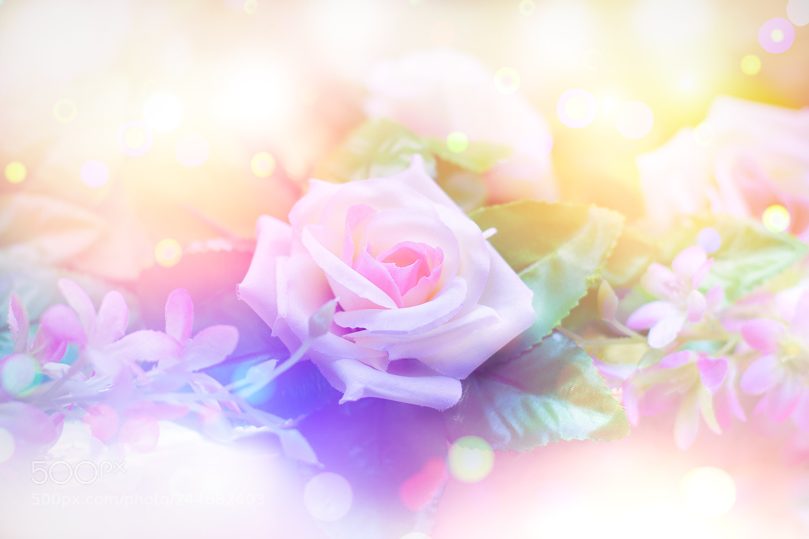 Canon EOS 60D sample photo. Rose for a beautiful photography