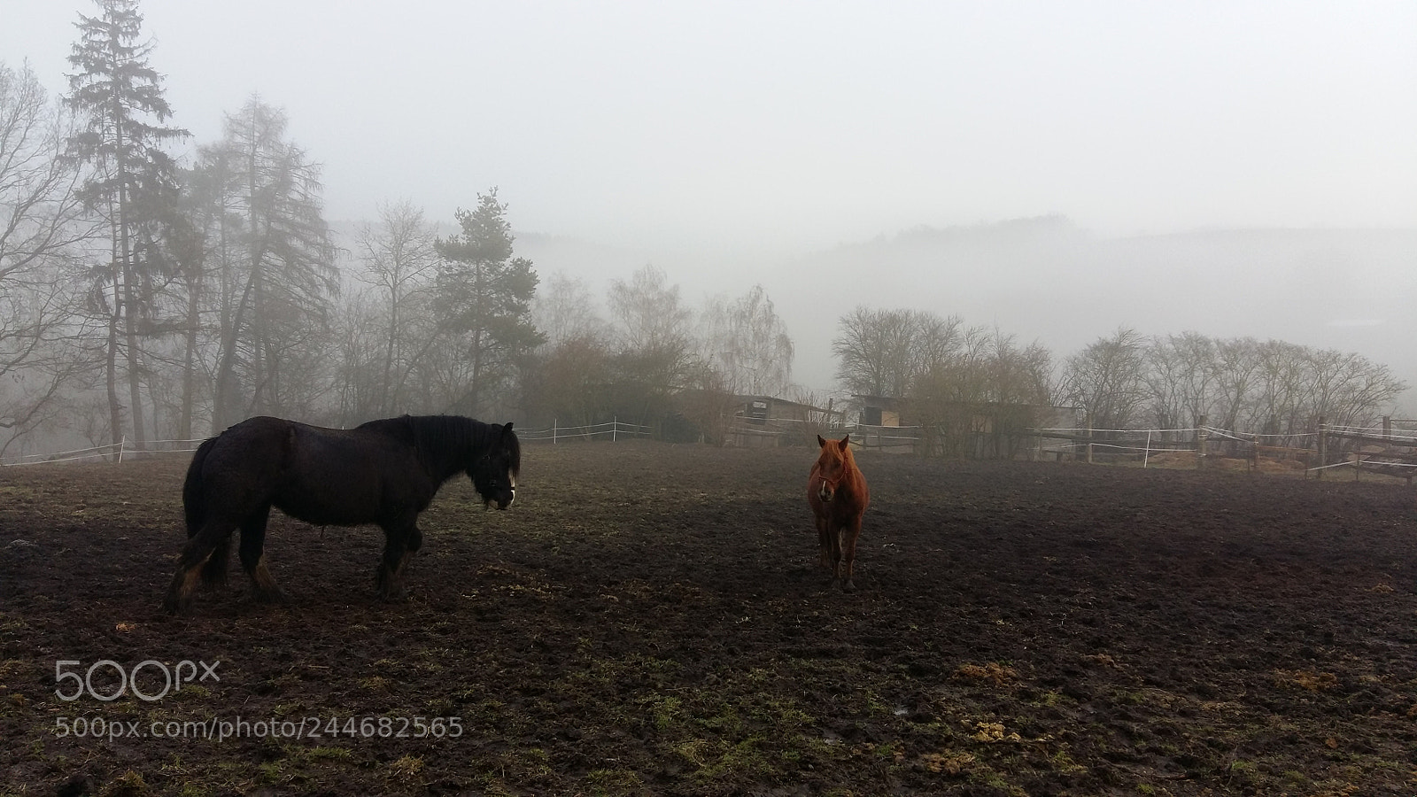 Samsung Galaxy A5 sample photo. Heavy horses photography