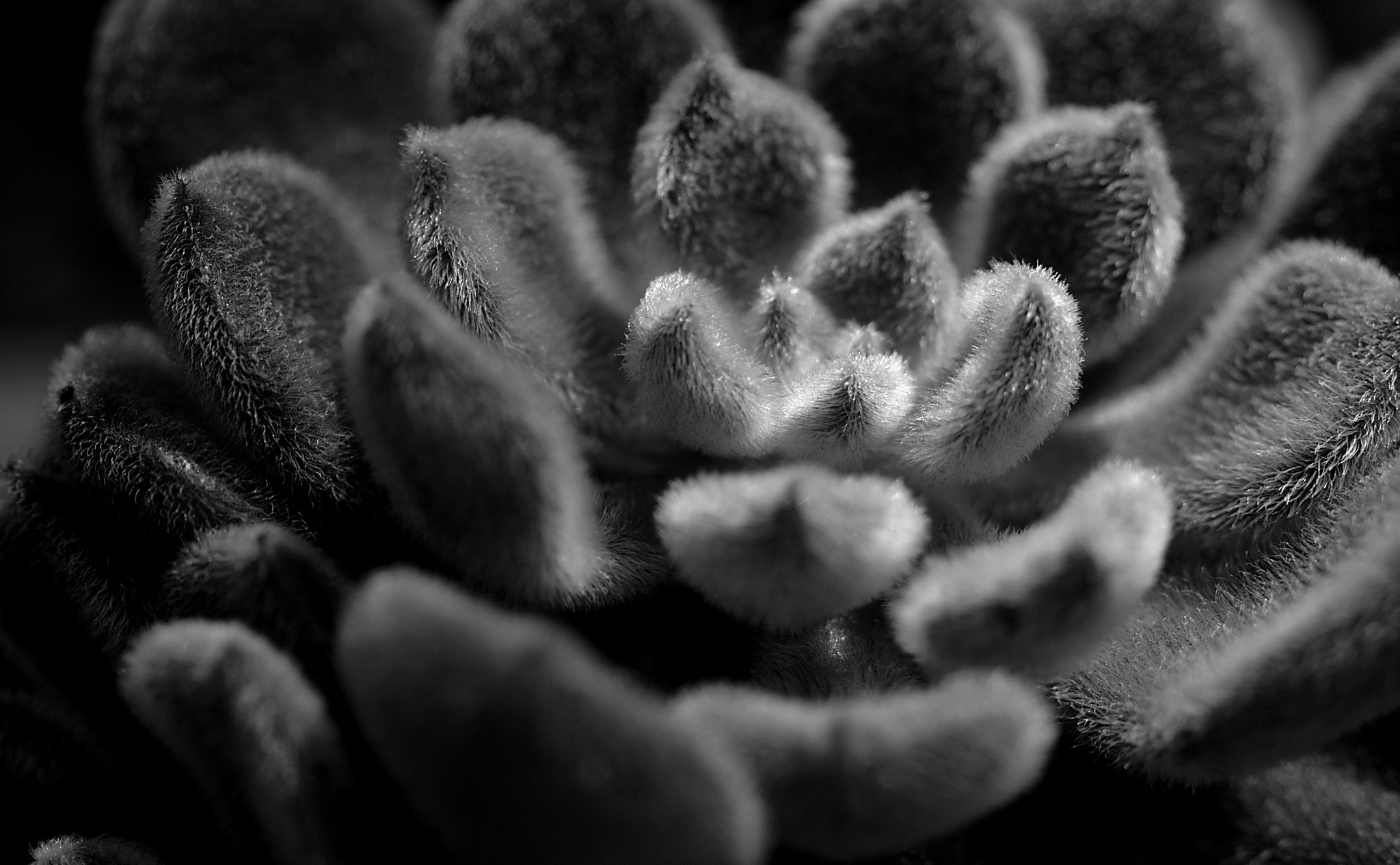 Canon EF 100mm F2.8 Macro USM sample photo. Ice flower photography