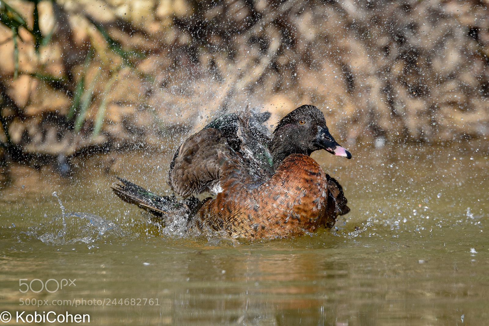 Nikon D5600 sample photo. Duck shaking water i photography