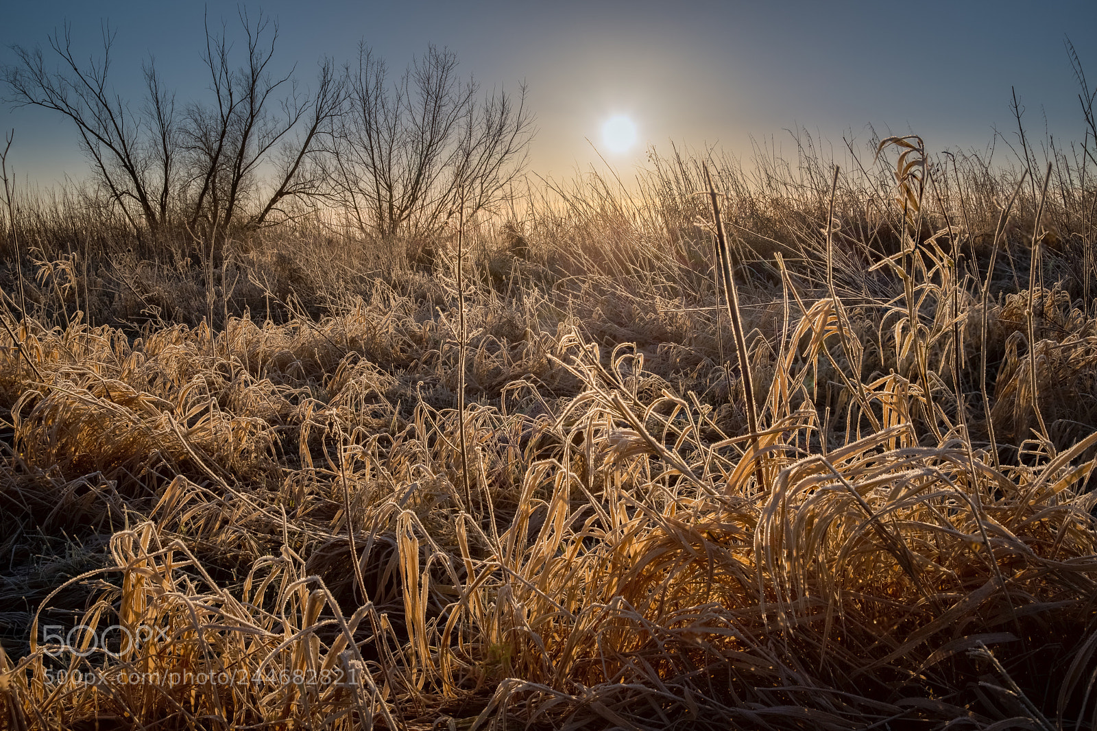 Pentax K-1 sample photo. Oderwiese im winter photography