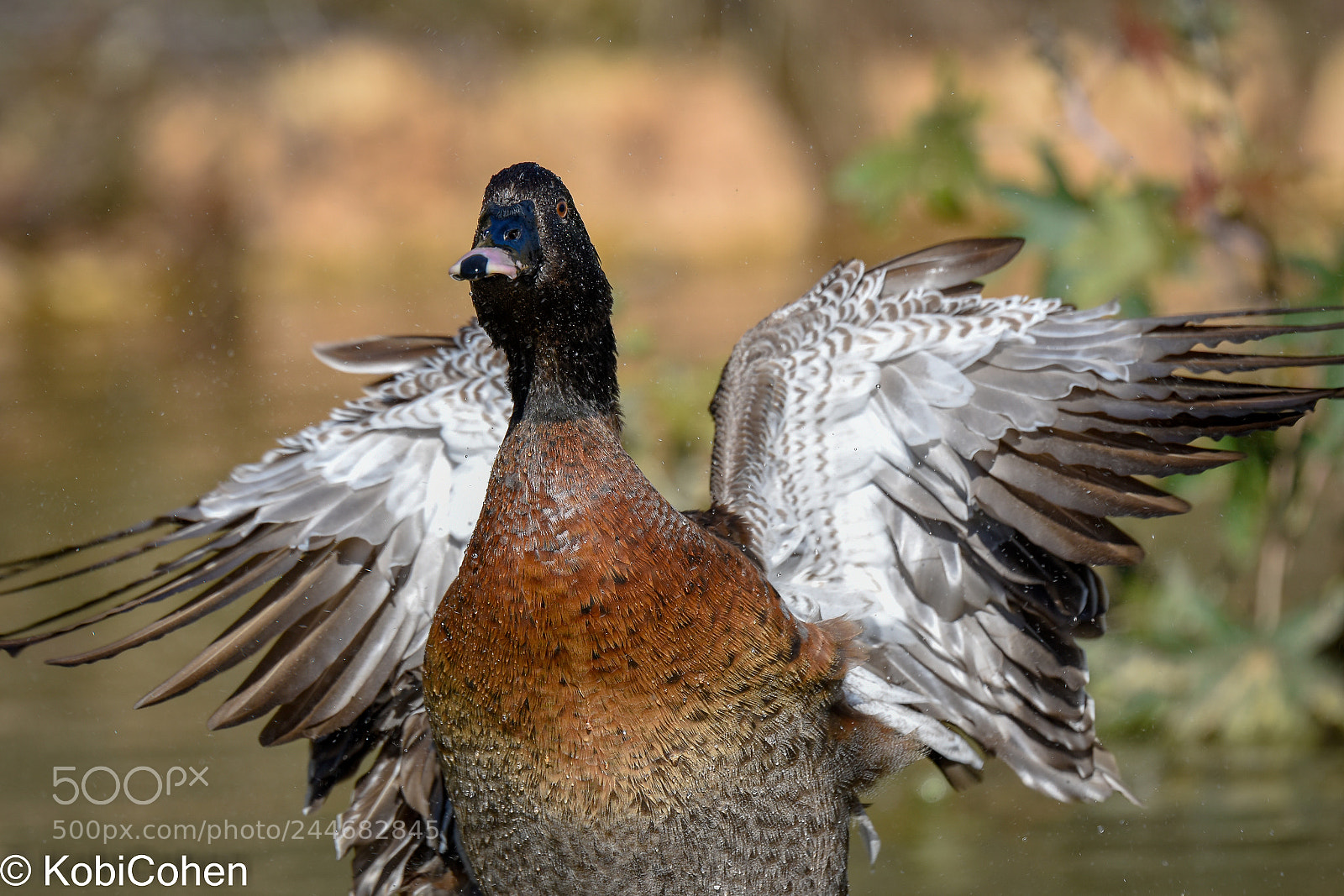 Nikon D5600 sample photo. Duck wings photography