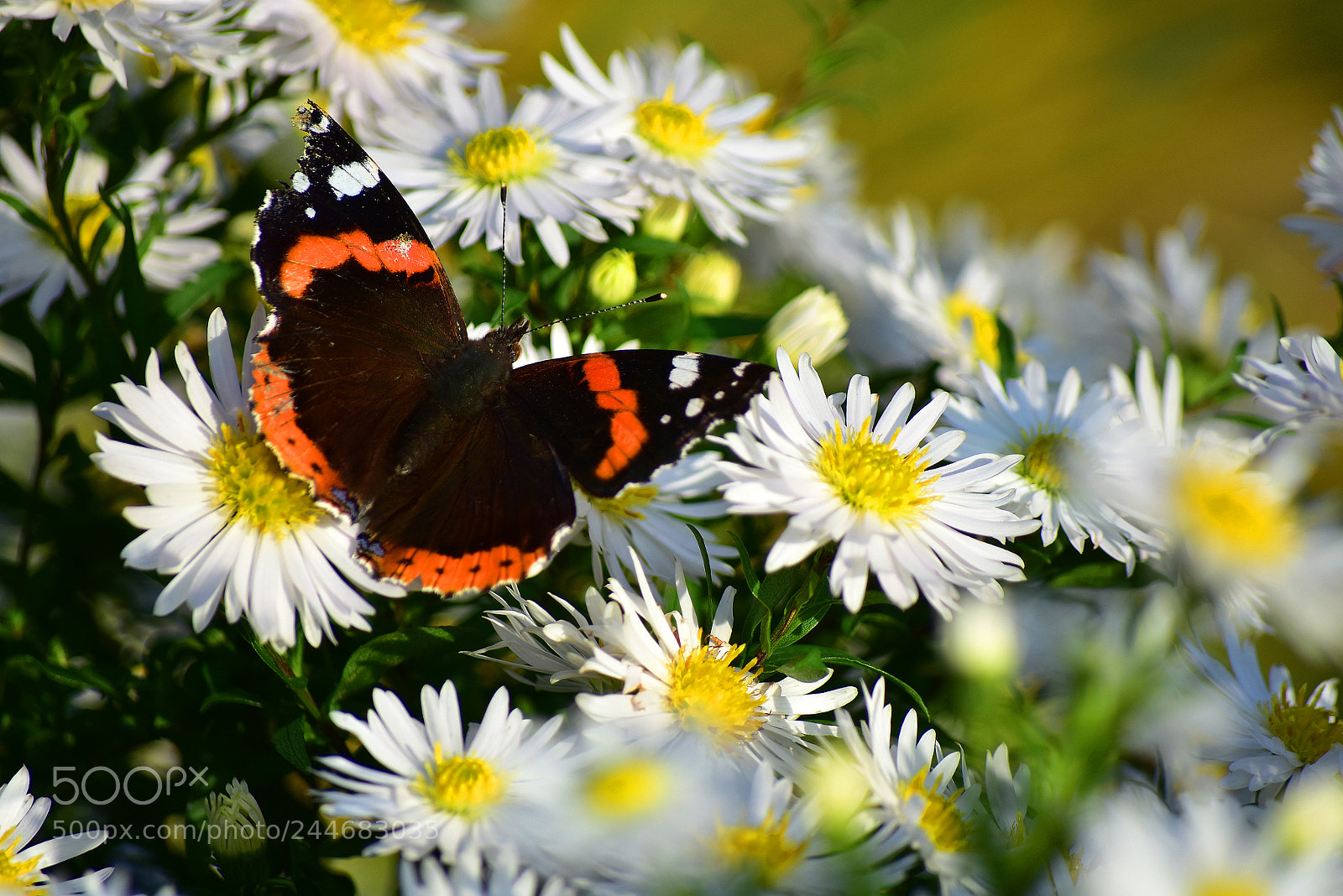 Nikon D7200 sample photo. An admiral on white photography