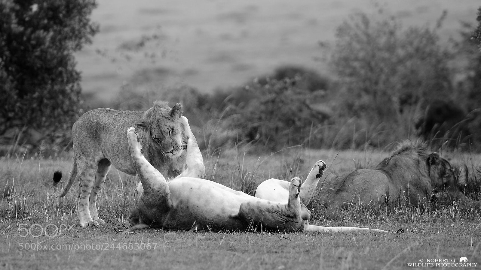 Sony Alpha DSLR-A700 sample photo. Playing lion`s photography