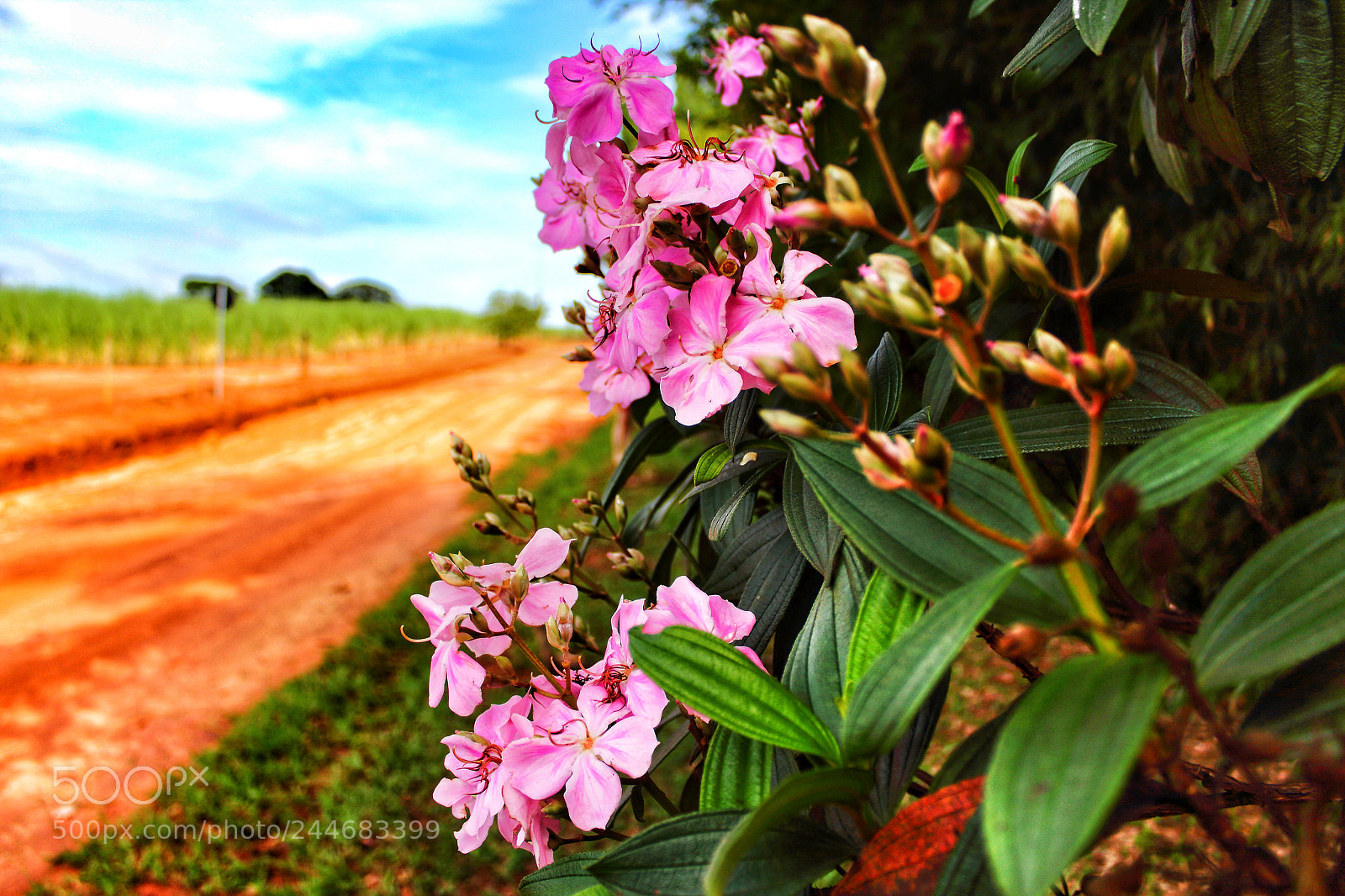 Canon EOS 1200D (EOS Rebel T5 / EOS Kiss X70 / EOS Hi) sample photo. Nessa estrada... photography